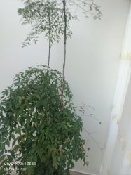 -HEYAN荷妍专业脱毛连锁机构
