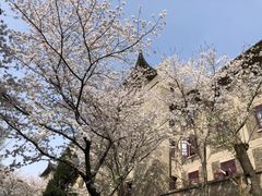 -武汉大学-樱园
