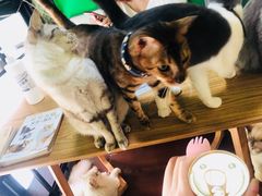 -李小姐の猫咖啡馆(五角场店)