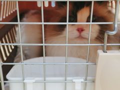 -芭比堂动物医院·犬猫全科·异宠专科(雁塔分院)