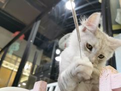-70cat德文卷毛猫·缅因猫纯种猫舍