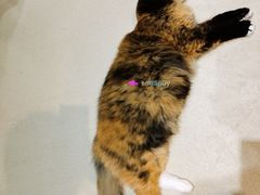 -藏猫猫咖啡主题馆(中央大道店)