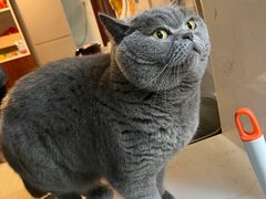 -喵zoo家庭繁育猫舍(尖东智能花园店)