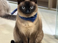 -藏猫猫咖啡主题馆(中央大道店)