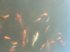 -西湖外事游船(花港观鱼码头)