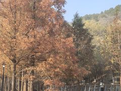 -白水寺森林公园