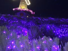 景点-大塘金香草谷