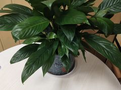 -华莱士·全鸡汉堡(五爱道店)