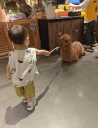 -造物庄园 萌宠纪(苏州湾歌林公园店)