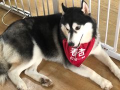 -Husky Go! 哈士奇体验馆·宠物咖啡厅狗咖