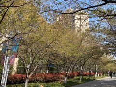 -高东镇樱花园
