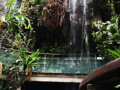 -正佳雨林生态植物园