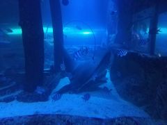 -悉尼海洋生物水族馆