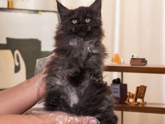 -小猫来了·猫舍(红山六九七九店)