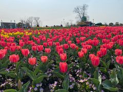 -荷兰花海