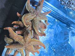 -济南海鲜大市场