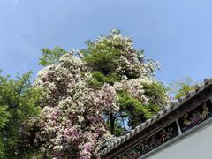 -深圳国际园林花卉博览园