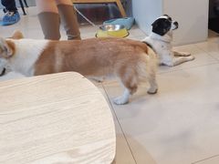 -平行世界·猫咖(首经贸店)