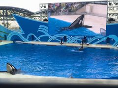 -上海海昌海洋公园
