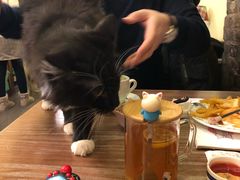 -猫色咖啡·猫咖