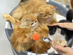-Heymao猫咖.咖啡厅(东门店)