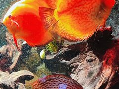 -上海海洋水族馆