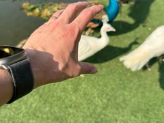 -西双版纳原始森林公园