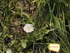 -海棠花溪(元大都城垣遗址公园)