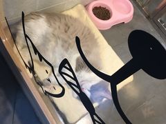-1013 PET SHOP 宠物商店(近铁城市广场店)