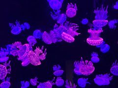 -欢乐海岸海洋奇梦馆