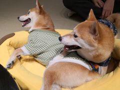 -逗柴咖啡屋·狗咖猫咖宠物桌游