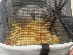 -芭比堂动物医院·CT·微创中心(新顺分院)