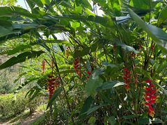 -西双版纳基诺山寨