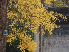 -苏州文庙(姑苏区)