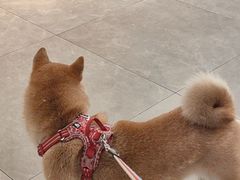-伟伟宠物医院·CT影像中心·瑞派犬猫综合性门诊(汉口总院)