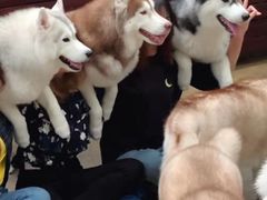 -TrueLove @ Neverland (Husky Cafe)