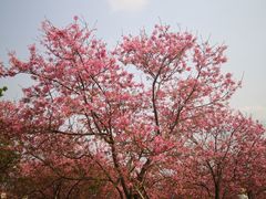 -天适樱花悠乐园