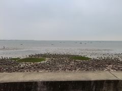 -北海金海湾红树林生态旅游区