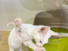 -青奢宠物·青奢猫舍