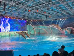 -海合安青岛极地海洋公园