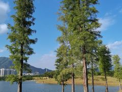 -飞来湖湿地公园