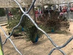 -长白岛森林公园