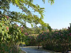 -广西壮族自治区药用植物园
