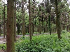 -东平国家森林公园