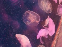 -嘉兴海底世界