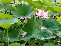 -莲花池公园