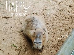 -西霞口神雕山野生动物世界