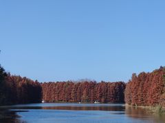 -上海海湾国家森林公园