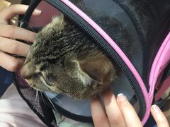 -伟伟宠物医院·瑞派猫友好医院·猫科(光谷店)