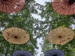 -东平国家森林公园